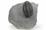 Phacopid (Adrisiops) Trilobite - Jbel Oudriss, Morocco #243895-5